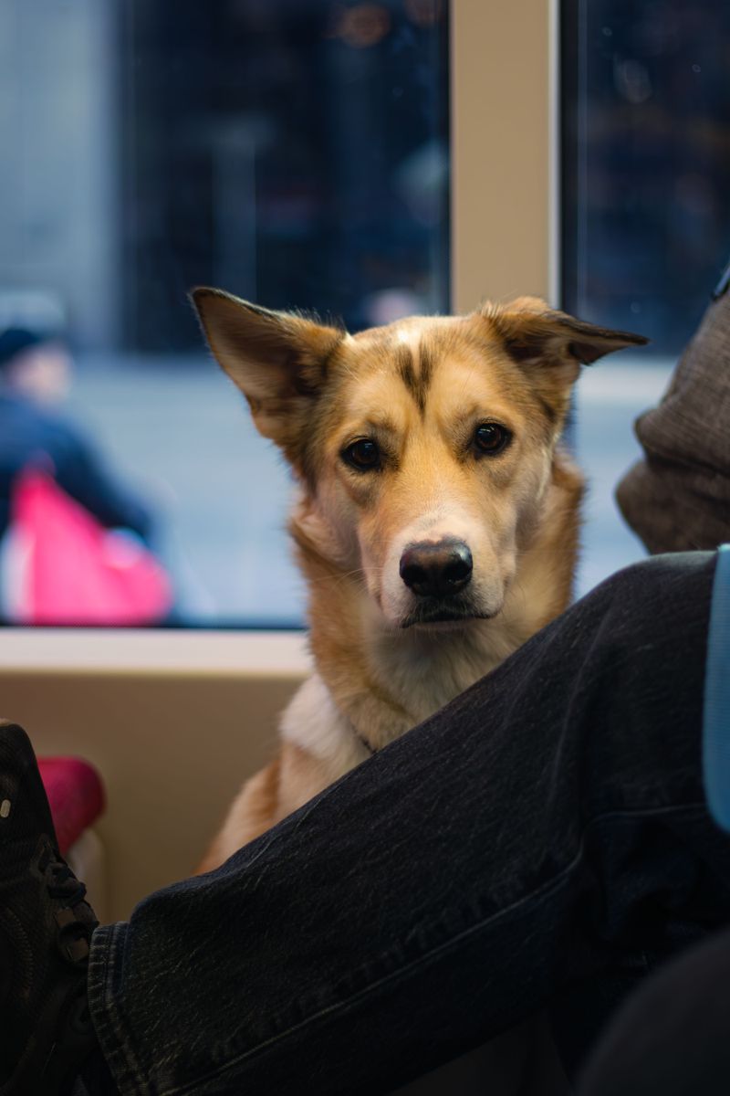 Emotional Support Dogs Are Treated Differently