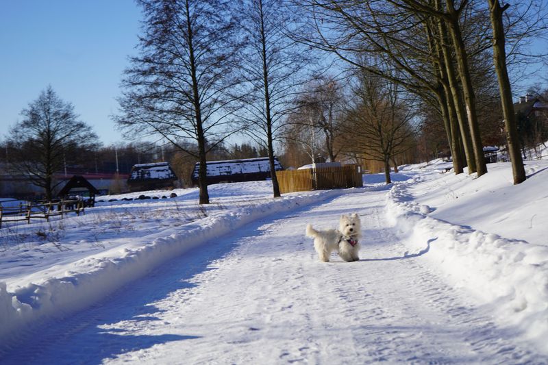 Snow Depth Gets Checked Before Potty Breaks