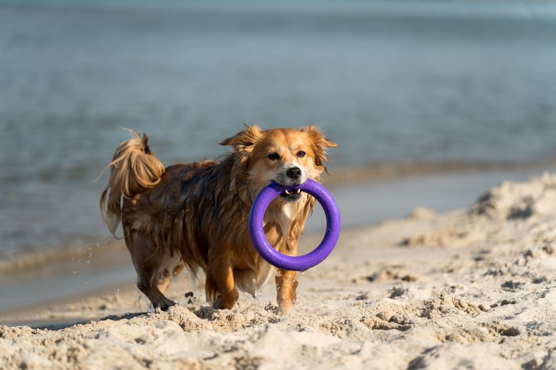 Make Fetch Less Sandy