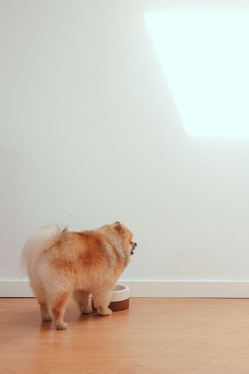Raise Bowls Only When Your Dog Benefits