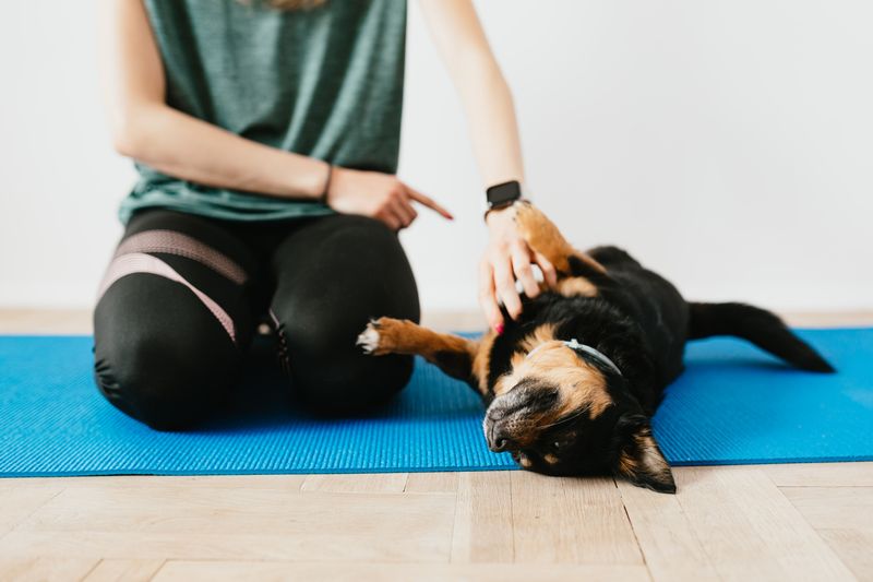 Teach Your Dog to Recognize an Indoor Retreat