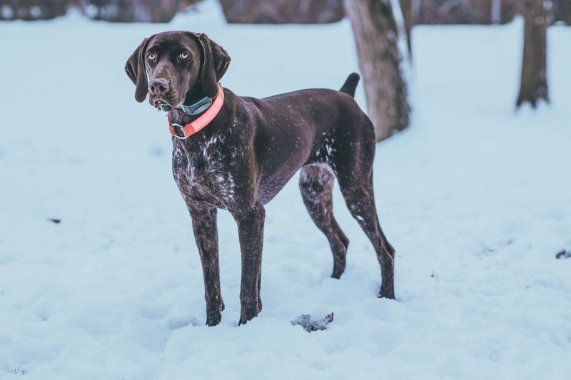 Florida Heat Does Not Prepare A Dog For Colorado Cold