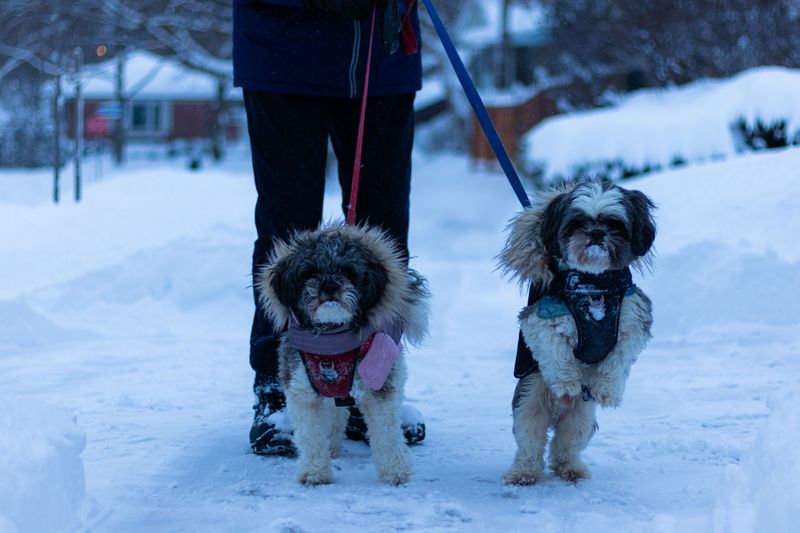 Morning Walks Follow the Weather