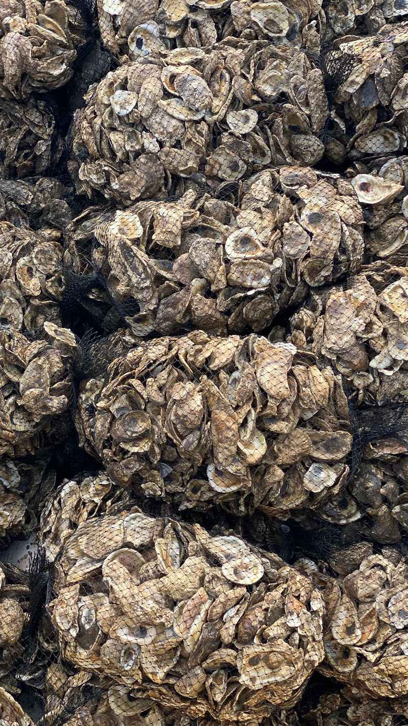 Dense Oyster Patches Leave Little Safe Footing