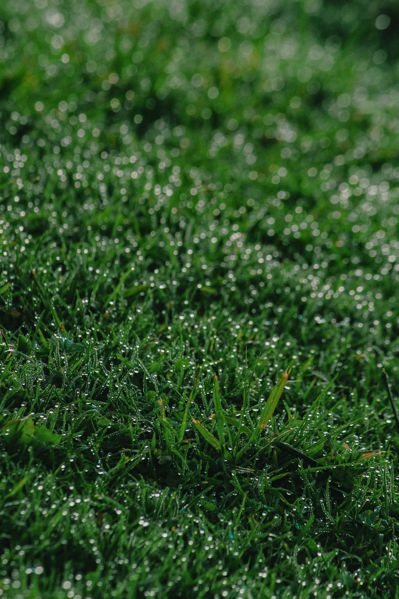 Fertilizer and Lawn-Care Chemicals Washed Across Grass