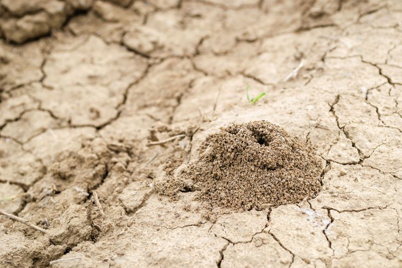 Fire Ant Mounds That Reappear After Rain