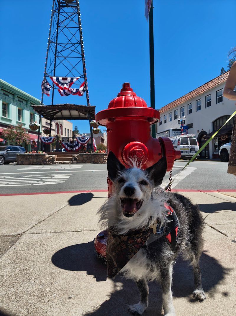 Placerville Historic Downtown Walk: Follow Main Street’s Details
