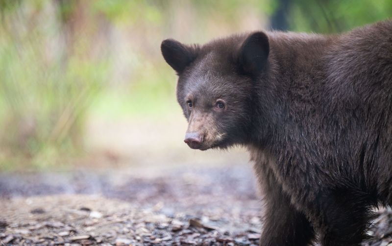 Know What to Do When You Spot a Bear