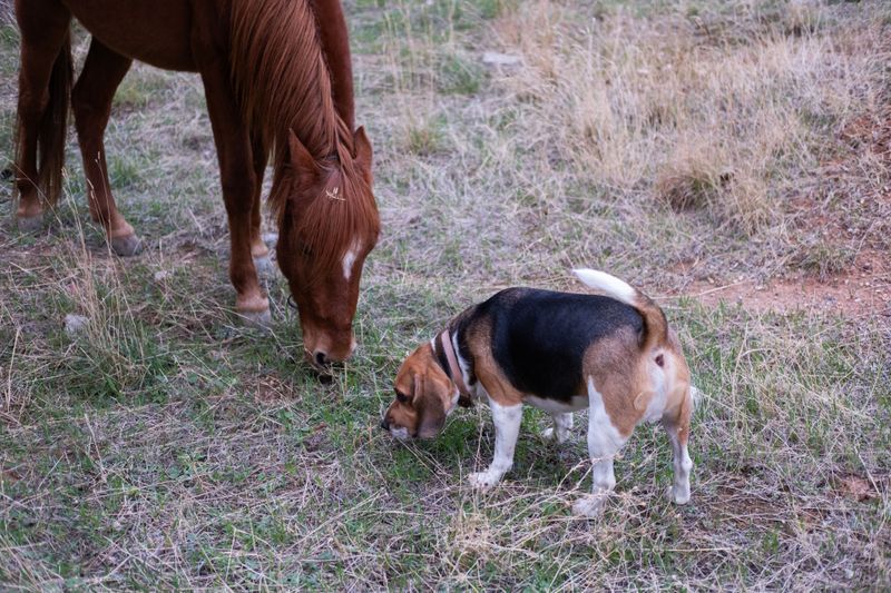 Practice Calm Behavior Around Large Animals