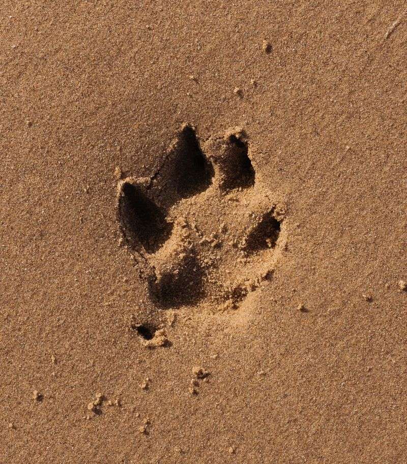 Recognize Signs of Wolves Without Assuming the Worst