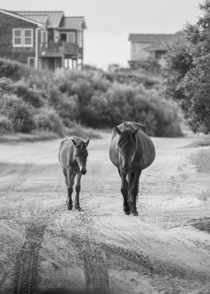 Visit Corolla's Northern Beaches With Caution