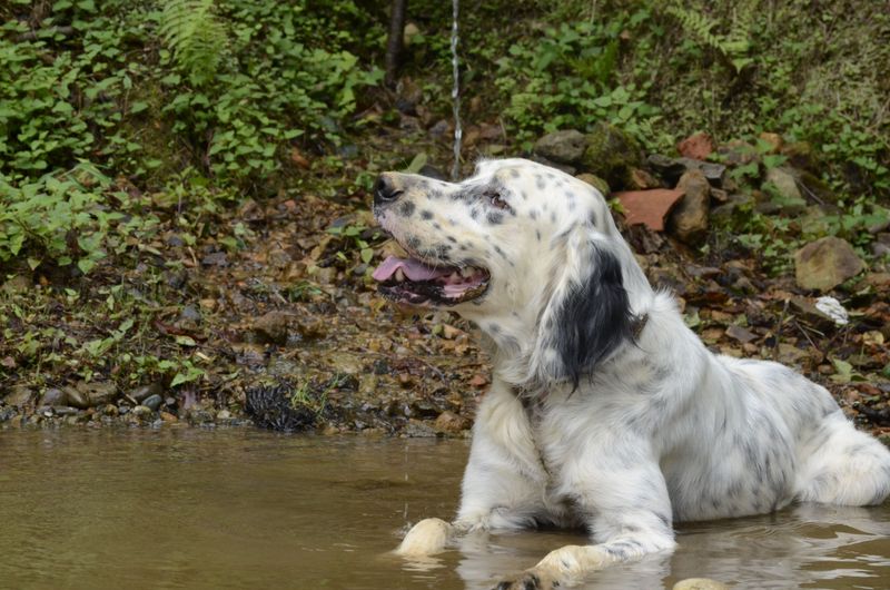 Know What to Do if Your Dog Falls In
