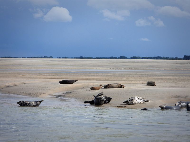 Know Where Seals May Appear Along the Jersey Shore