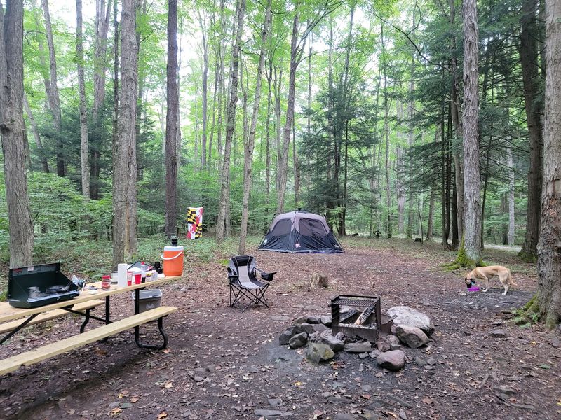 Savage River State Forest Primitive Campsites, Garrett County