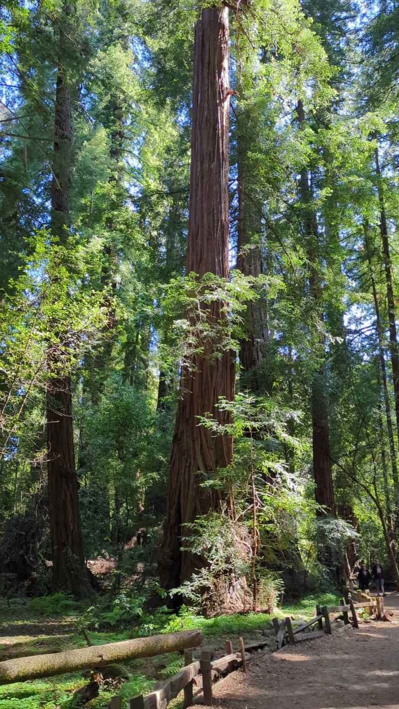Meadow Trail at Henry Cowell Redwoods: An Easy Start