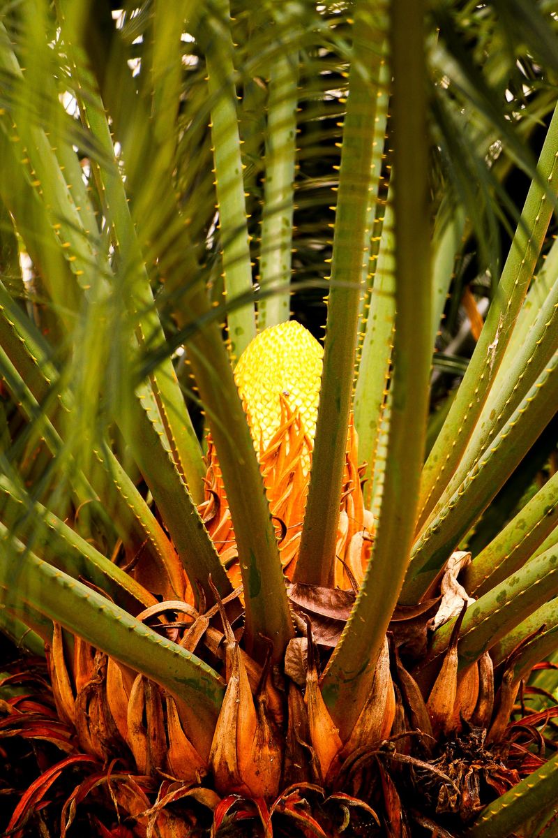 Seeds Carry a Particularly High Risk