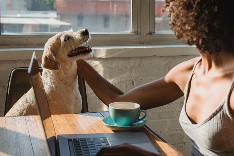 Daycare Can Help Owners Handle Unpredictable Workdays