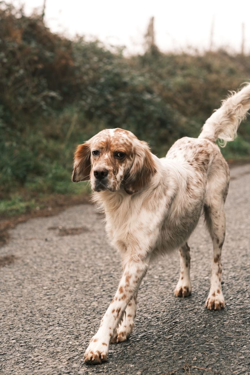 English Setter: Elegance in Motion