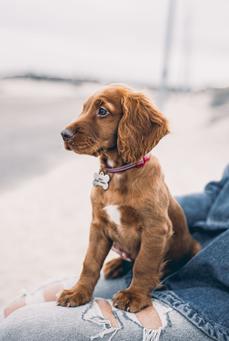 Puppies Grow Into Paperwork Fast