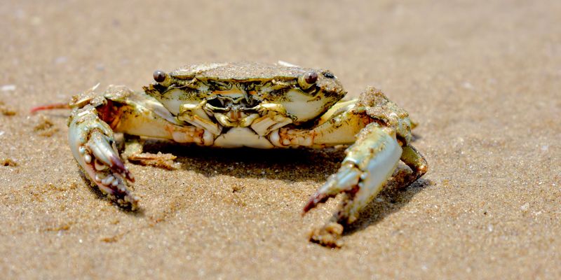 Crabs Can Pinch Curious Dogs