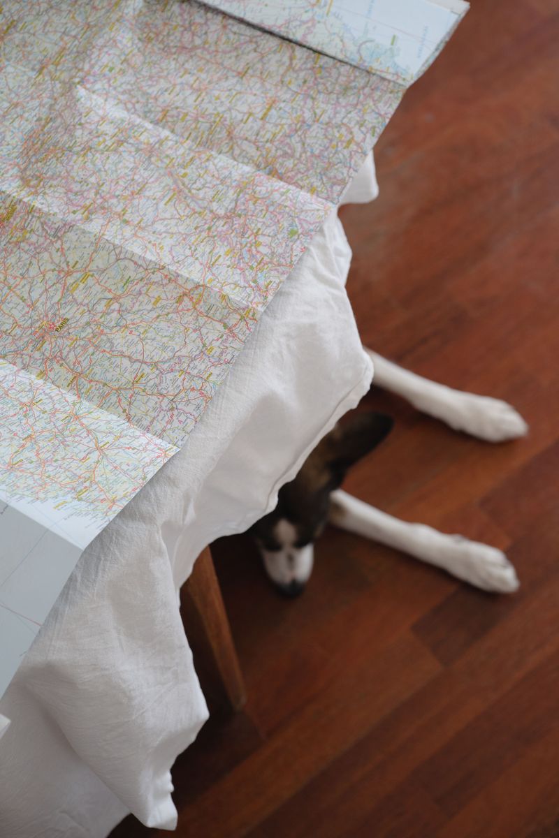 Prepare a Pet-Friendly Evacuation Plan
