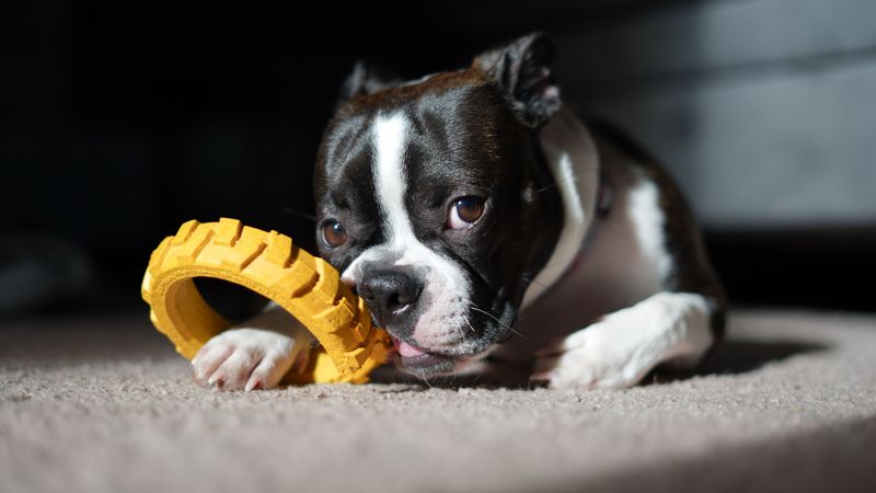 The Right Spot for Chewing and Toys