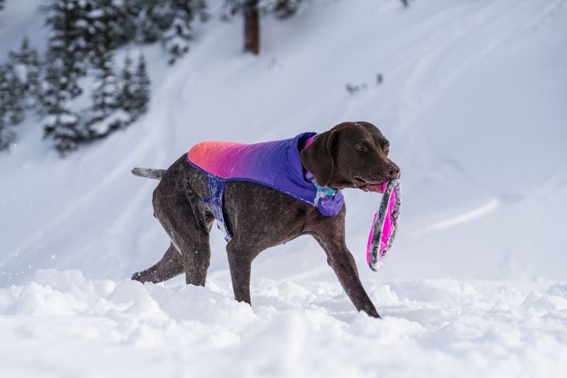 Your Dog May Need A Winter Wardrobe