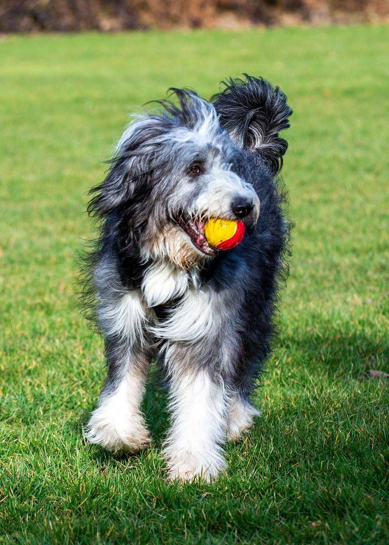 Bearded Collie: The Cheerful Highland Bouncer