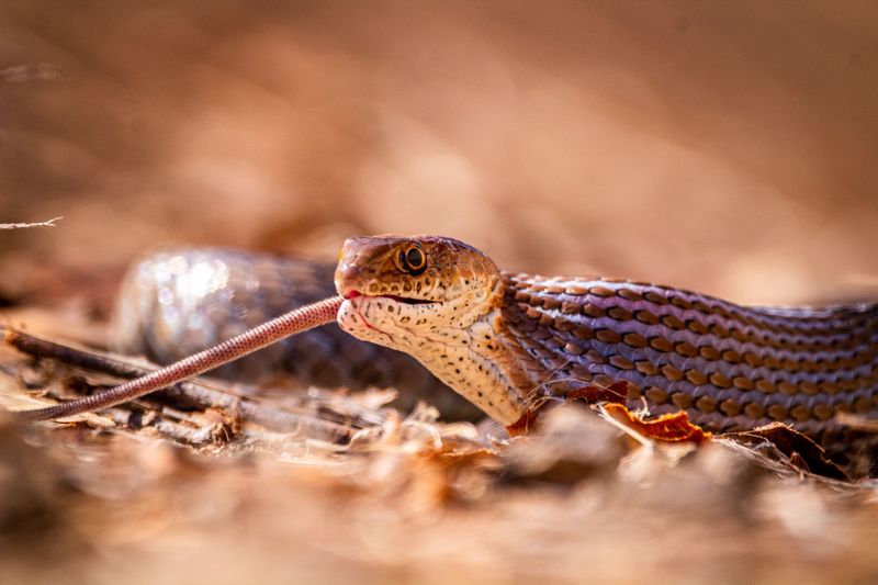 Avoid Judging Every Brown Snake Alike