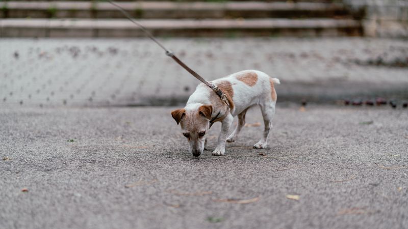Borrow Sidewalks and Approved Grassy Areas