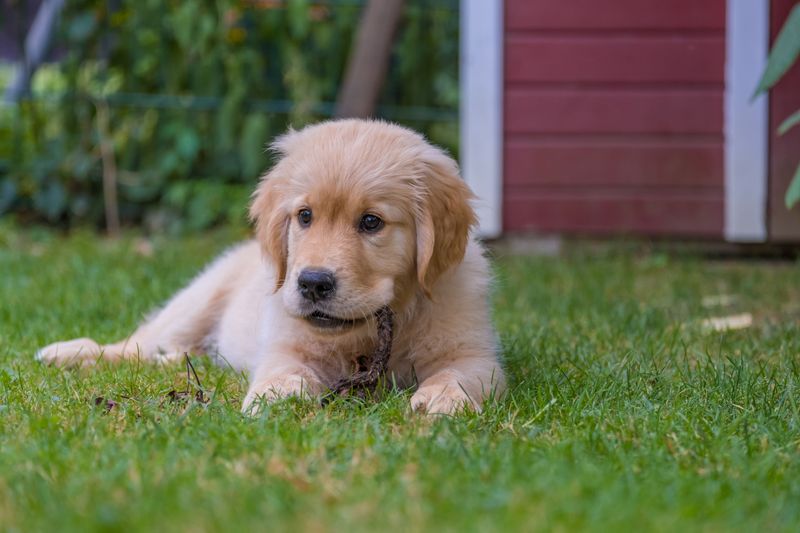 Puppies Get Extra Protection