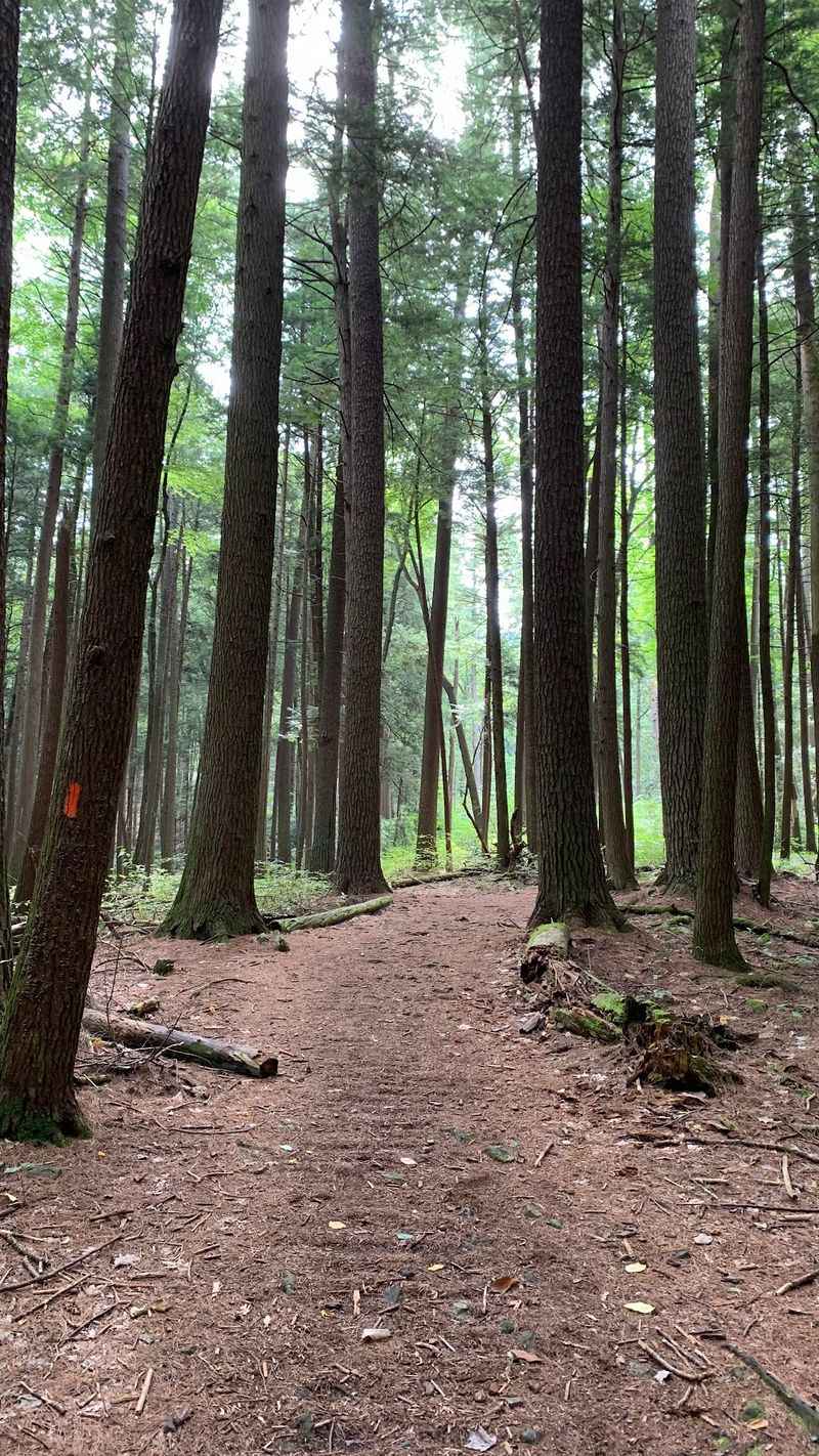 Alan Seeger Picnic Area, Rothrock State Forest