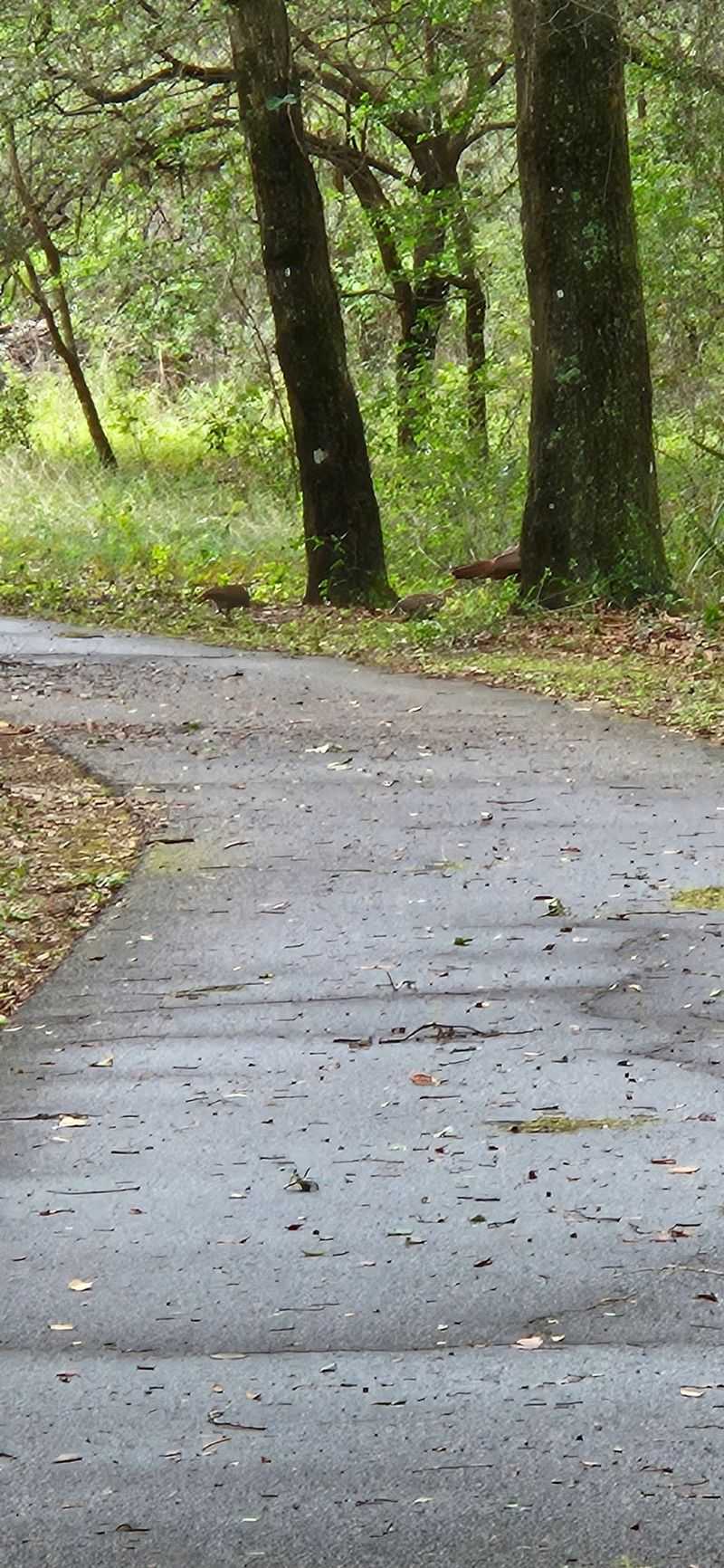 Gainesville-Hawthorne State Trail: Shade With a Few Surprises
