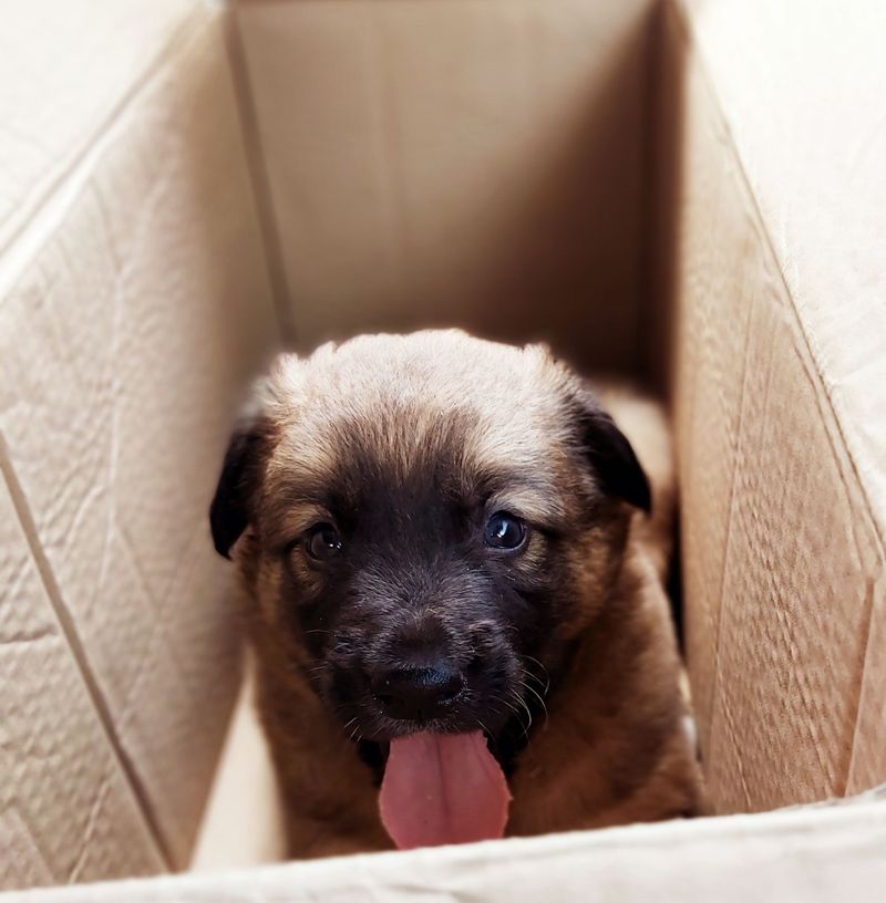 Cardboard Box Treasure Digs