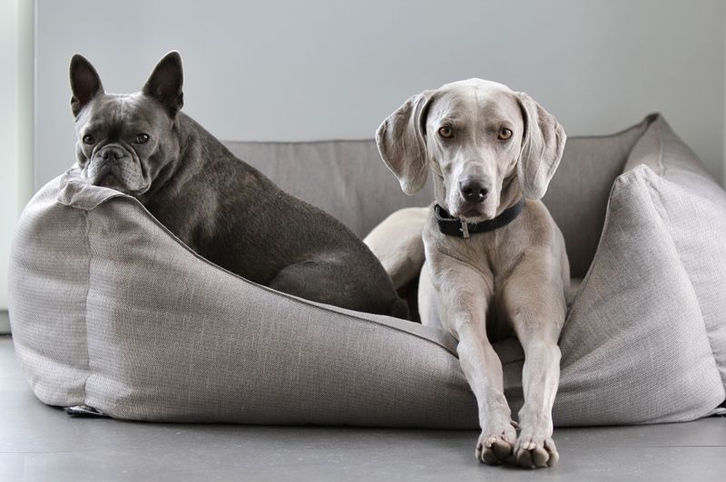Use Washable Covers Where Your Dog Waits