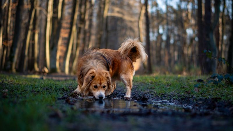 Keep Your Dog Away From Standing Water