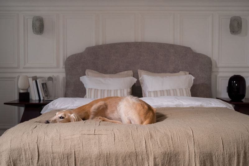 Book a Dog-Friendly Place to Stay