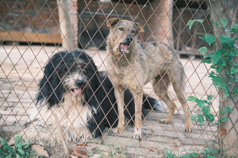 Looking Beyond Appearance When Choosing a Breed