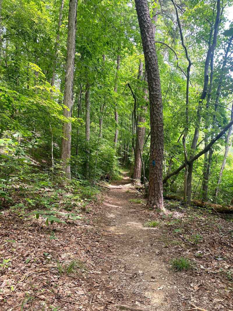 Holliday Lake State Park Campground, A Forest Retreat in Appomattox County