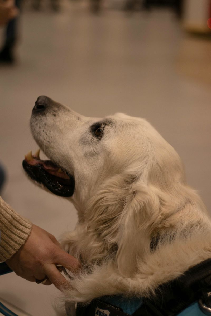 At the Handler's Feet Is Best