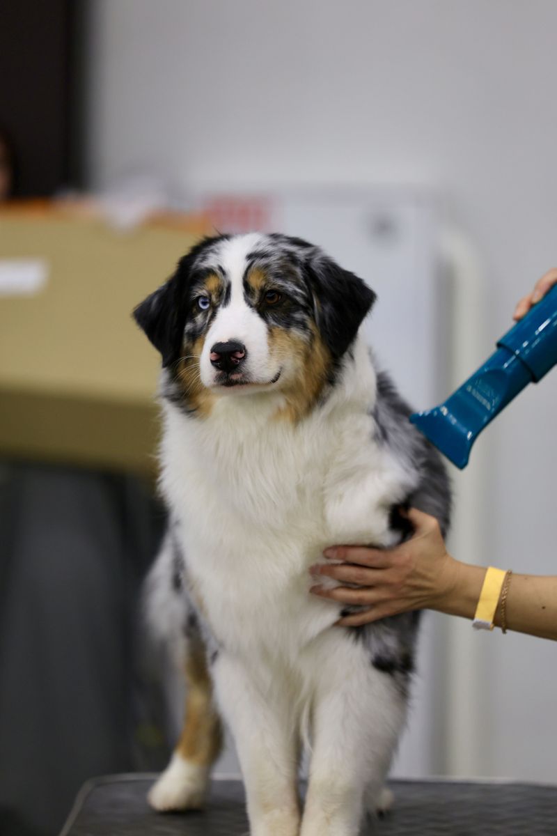 Grooming for a Warm, Humid Climate