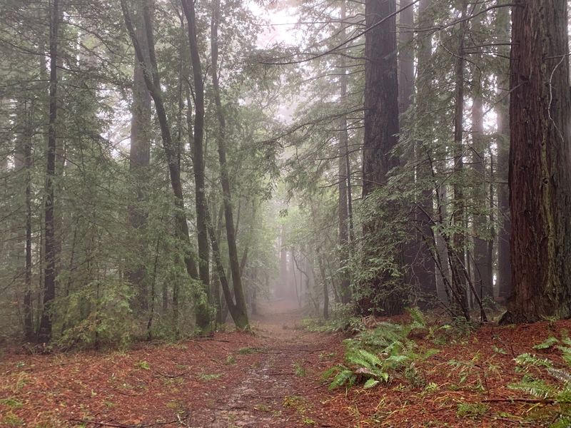 Big Trees Trail at Indian Tree Preserve: Earn Your Shade