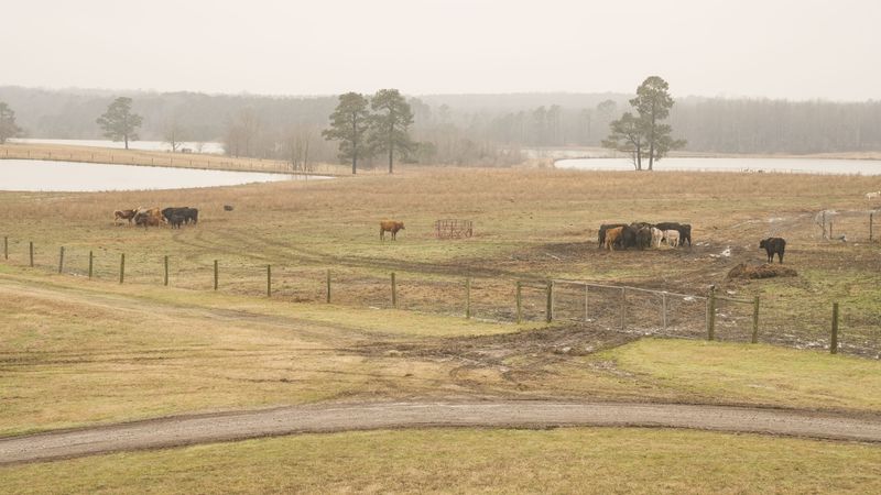 Help Your Dog Ignore Livestock