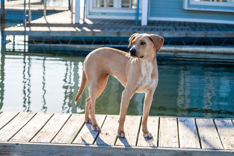 Stretch Out at Valley Center Dog Dock