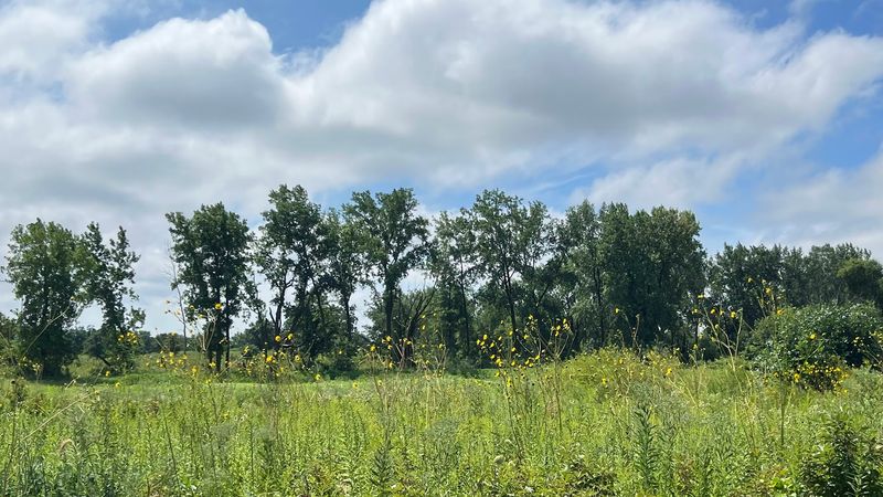 Russell R. Kirt Prairie, Glen Ellyn