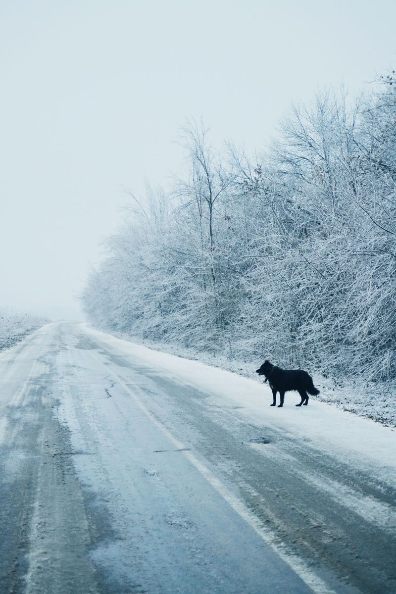 Consider How Weather Can Affect Rural Vet Trips
