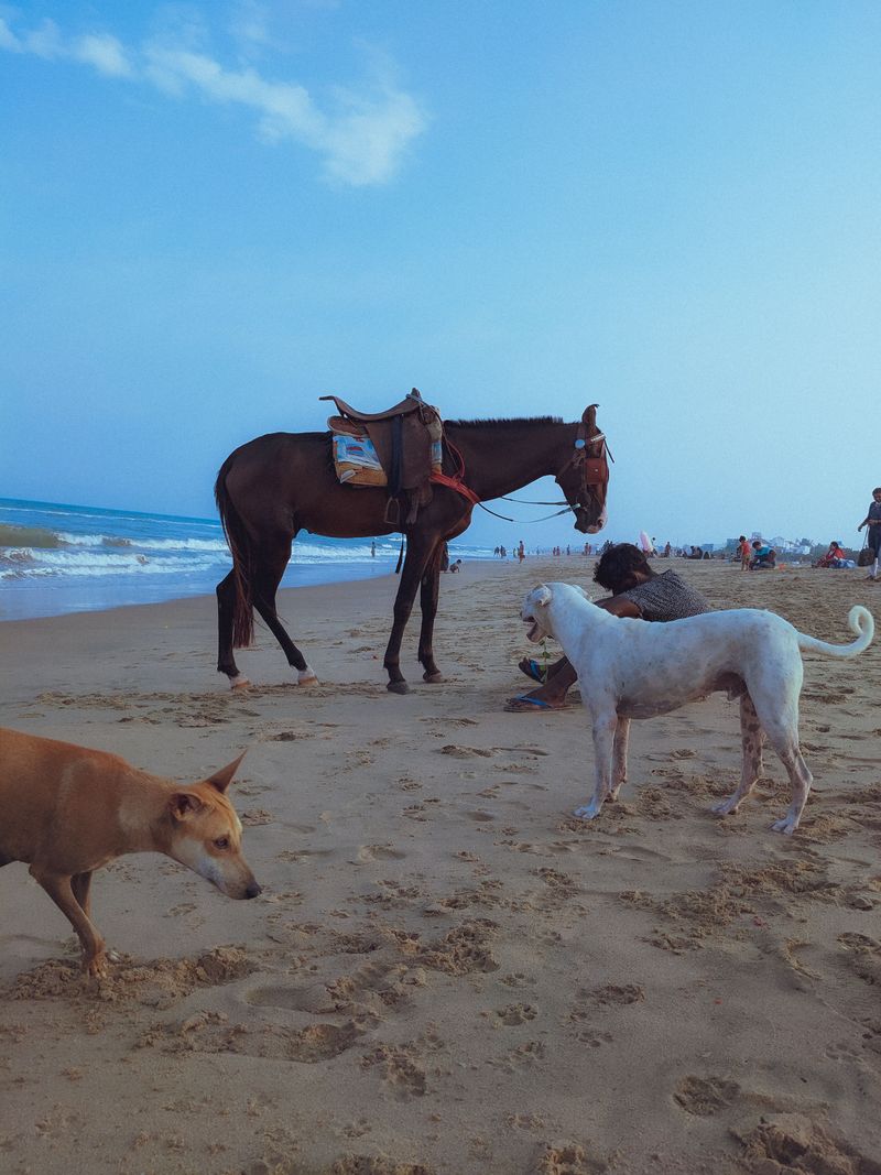 Know What to Do if a Horse Approaches Your Dog
