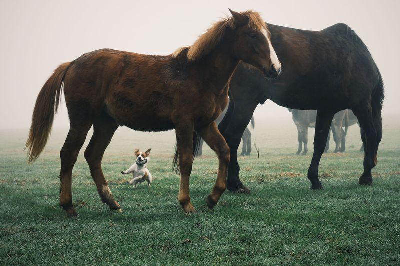 Secure Dog Food Before Horses Find It
