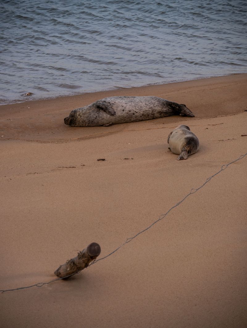 Choose a Different Route When a Seal Blocks the Way