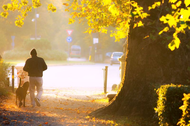 Schedule Longer Walks During Cooler Hours